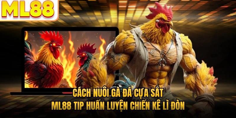 Cách Nuôi Gà Đá Cựa Sắt - ML88 Tip Huấn Luyện Chiến Kê Lì Đòn