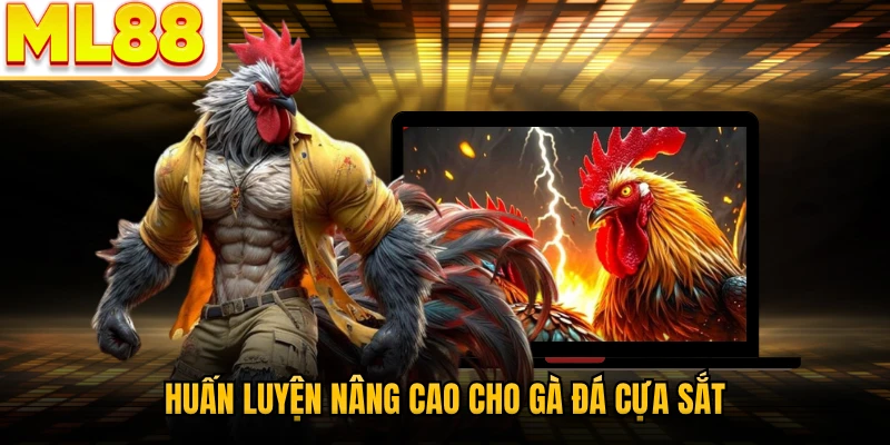 Huấn luyện nâng cao cho gà đá cựa sắt