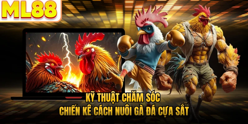 Kỹ thuật chăm sóc chiến kê cách nuôi gà đá cựa sắt
