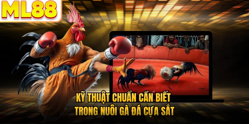 Kỹ thuật chuẩn cần biết trong nuôi gà đá cựa sắt