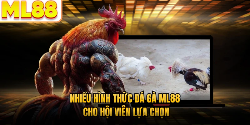 Nhiều hình thức đá gà ML88 cho hội viên lựa chọn