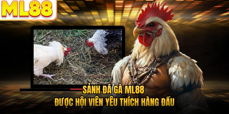Sảnh đá gà ML88 được hội viên yêu thích hàng đầu